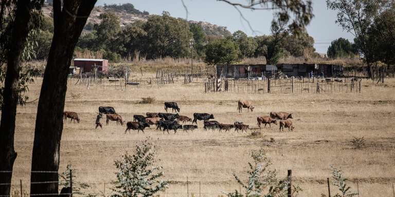 Afrique du Sud: on peut désormais exproprier des terres sans compensation
