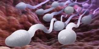 Fertilité : porter un caleçon ample ou un slip ?