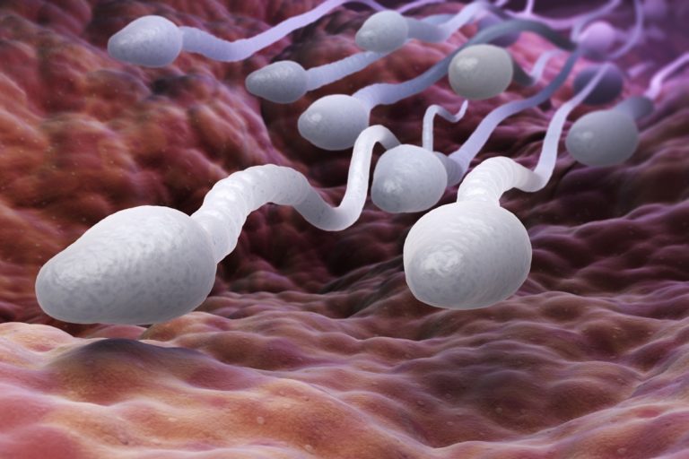 Fertilité : porter un caleçon ample ou un slip ?