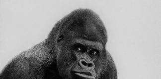 ‘L’immunité médiatique du Roi-Singe de Ndoumbélane’ (Politique-fiction de Nikita)