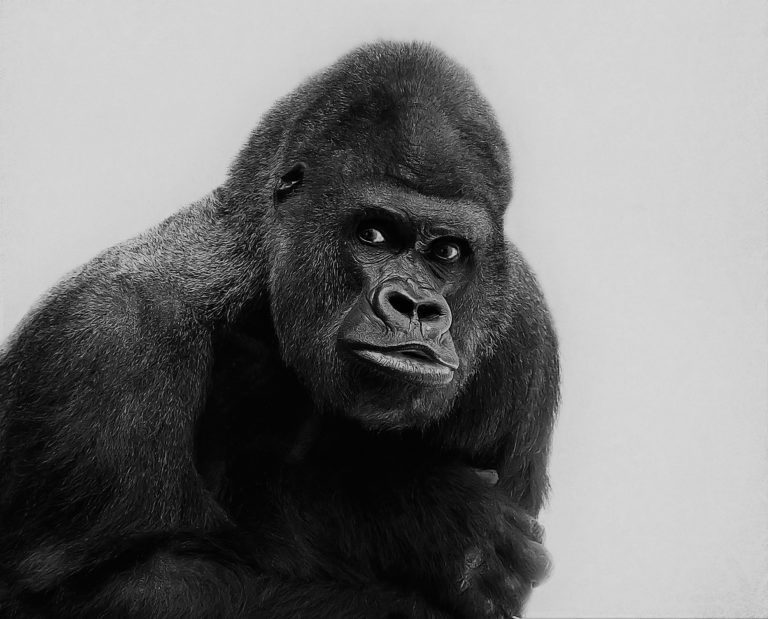 ‘L’immunité médiatique du Roi-Singe de Ndoumbélane’ (Politique-fiction de Nikita)