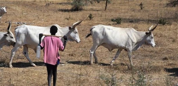 Le berger Malang Diatta tué d’une balle à Goudomp par des bandits armés