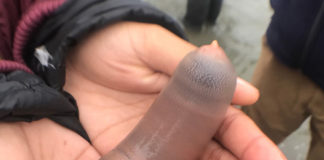 Les « poissons pénis », ça se consomme fris, grillé ou en sashimi