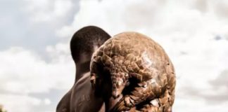 « Pangolin connection » : cet animal camerounais, suspect numéro 1 de l’origine du coronavirus