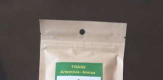 Spéculation sauvage sur l’artemisia au Sénégal