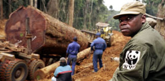 Forêts africaines : Une bien triste hécatombe !