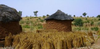 Agriculture : Le soutien appuyé de la BAD aux producteurs de Kédougou