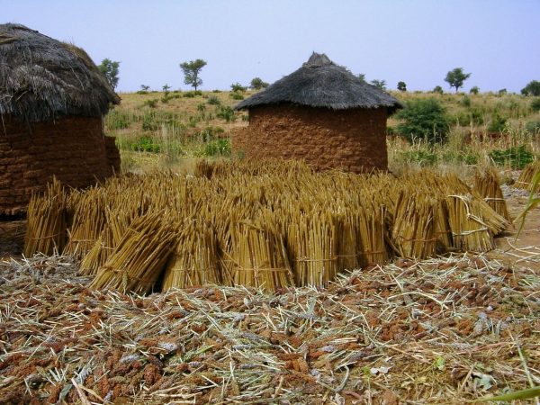 bottes-de-mil-cultive-au-niger-600x450