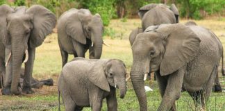 Covid-19 en Namibie : on débourse bien pour de la bouse d’éléphant pour se soigner