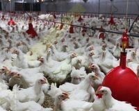 HAUSSE MONDIALE DE L’ALIMENT POUR VOLAILLES : LES PRIX DU POULET ET DES ŒUFS FLAMBENT AU SÉNEGAL