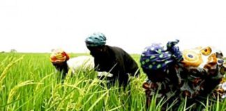 Casamance : 1416 femmes violées par des rebelles entre 1992 et 2010