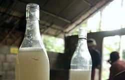 Grand-Yoff : arrêté pour vente illicite de vin de palme, F. Diatta nie en bloc devant le juge