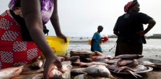 Sunugaal : Chaque Sénégalais consomme, annuellement, 29 kg de poisson
