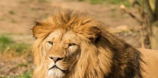 Le Sénégal en finale : La chasse à l’Etoile, selon Latif Diop