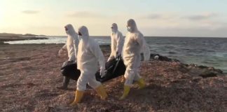 Crise migratoire : 17 cadavres de voyageurs clandestins rejetés par la mer au large de la Tunisie