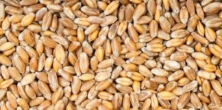 Recherche Scientifique: L’Isra va lancer une variété de blé adapté au Sénégal
