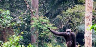 CAMEROUN : POUR UNE OPÉRATIONALISATION DURABLE DE L’APPROCHE « ONE HEALTH/UNE SEULE SANTÉ » EN FAVEUR DES AIRES PROTÉGÉES