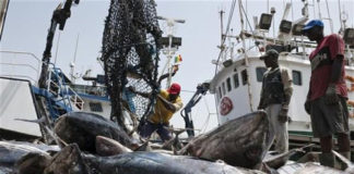 Transparence sur les licences de pêche: le Sénégal invité à suivre l’exemple de la Mauritanie