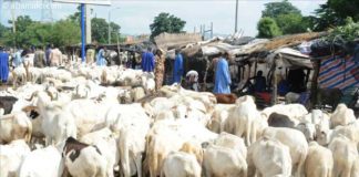 Désembargo: le Mali va convoyer 5 500 moutons au Sénégal