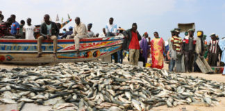 Après la pêche, la dèche ? A Khelcom Fish Thiaroye, les travailleurs ne s’en « fish » plus