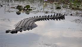 FLEUVE DE PODOR : Les pêcheurs y signalent la présence de crocodiles