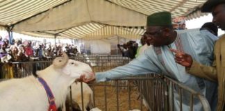 Bergerie: entre lait et «Laadum», Macky Sall lance l’agropole Ouest, jeudi