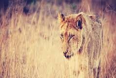 KEDOUGOU : Un lion errant sème la peur