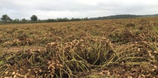 QUELLES SOLUTIONS POUR LA ROUILLE SUR L’ARACHIDE ET LE FOIN: Aliou Dia de la Force Paysanne donne les clés de secours