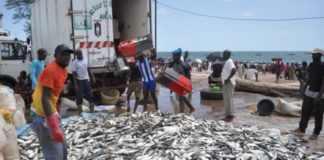 La pêche en grève: les mareyeurs exportateurs cessent leurs activités