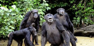Qatar 2022 : ‘ils nous appelaient les singes’ (ouvrier kenyan employé dans la construction des stades)
