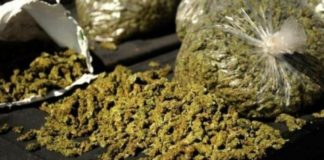 TRAFIC DE DROGUE : Arrêté avec 114 kg de drogue, le chauffeur de « clando » risque 10 ans de prison ferme