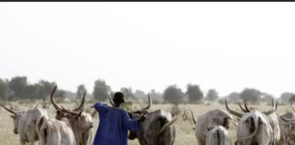 FIÈVRE HÉMORRAGIQUE CRIMÉE-CONGO : Un berger contaminé à Linguère