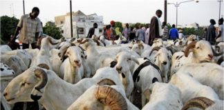 TABASKI 2023 : Toujours pas de moutons à Dakar !