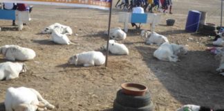 Tabaski : Les moutons toujours ‘invisibles’ dans les foirails