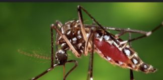 CHIKUNGUNYA : Après Kédougou, la maladie s’est propagée à Dakar