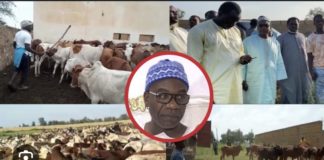 MAGAL DE TOUBA : Serigne Saliou Thioune cité dans une affaire d’escroquerie de bœufs à hauteur de 10 millions