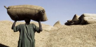 CAMPAGNE ARACHIDIÈRE : Le prix du kilogramme fixé à 280 fcfa
