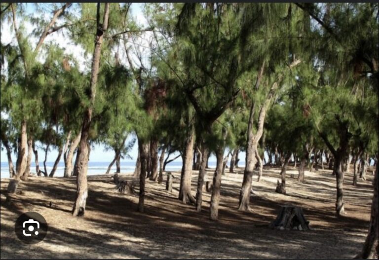 BANDE DES FILAOS : La Cour suprême se penche sur le décret de Macky Sall