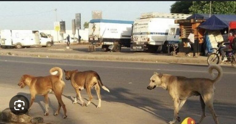 BIGNONA : Les populations alertent sur la présence de meutes de chiens errants dans les cimetières