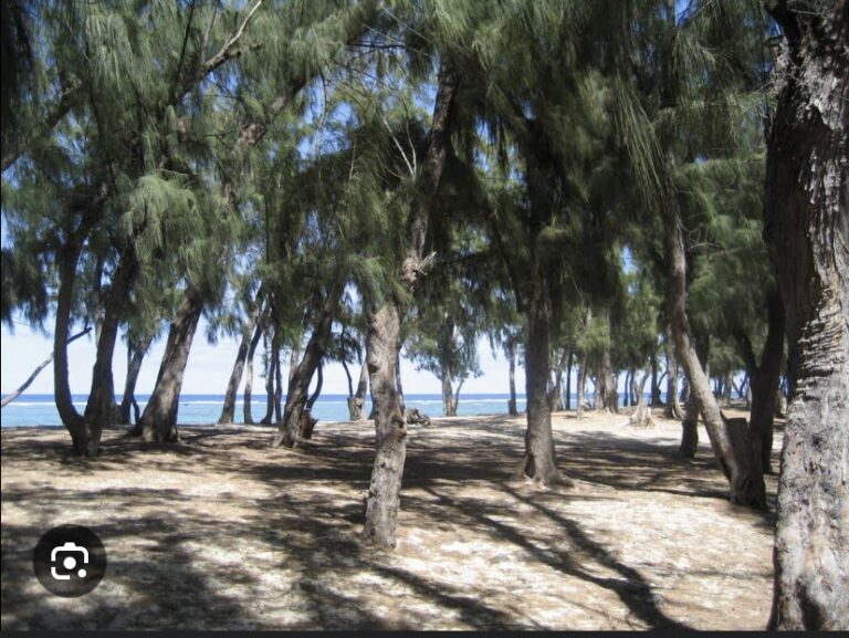 AFFAIRE DE LA BANDE DE FILAOS DE GUÉDIAWAYE : L’audience renvoyée !