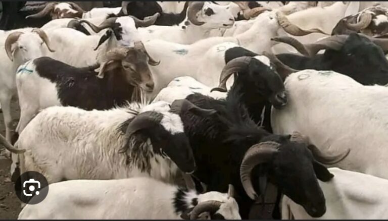 TABASKI 2024 : 50 milles têtes de moutons attendus à Kaolack