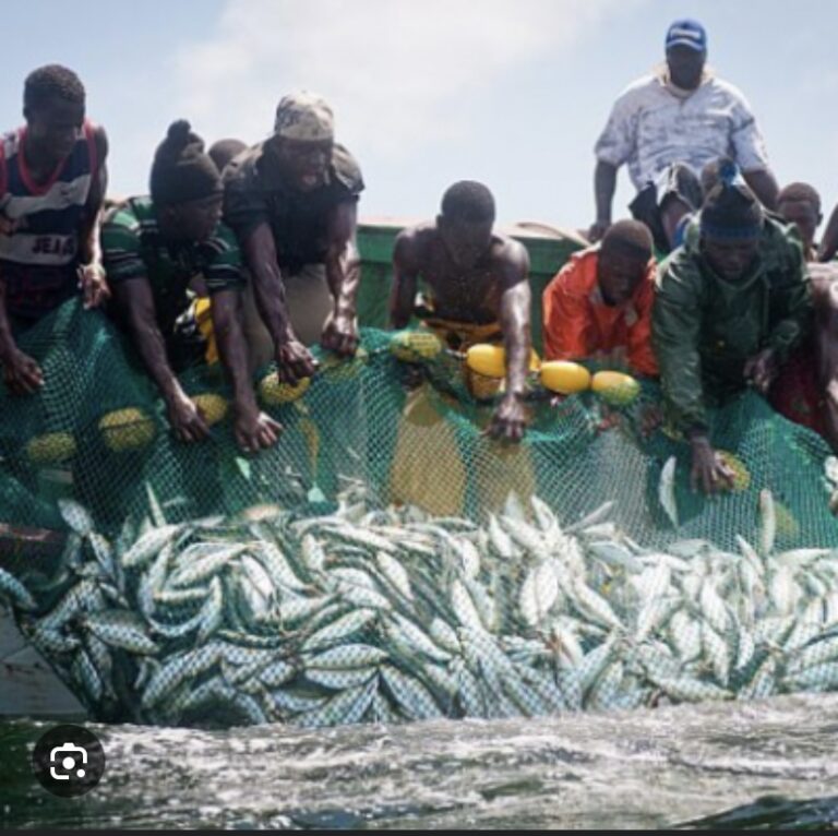PÊCHE : 132 navires nationaux et 19 étrangers autorisés à pêcher au Sénégal