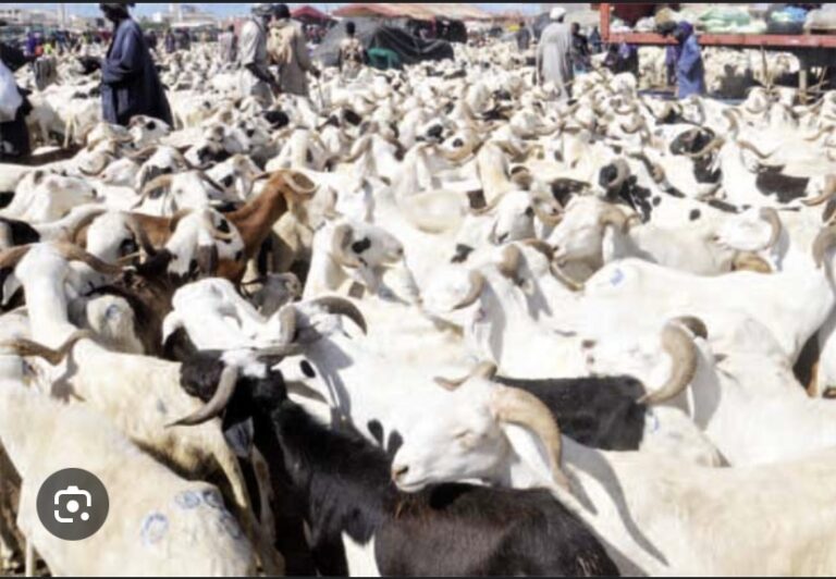 TABASKI 2024 : La Conacoc en réunion ce vendredi