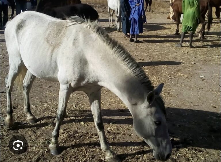 SICAP MBAO : Une fillette de 4 ans tuée par un cheval en furie