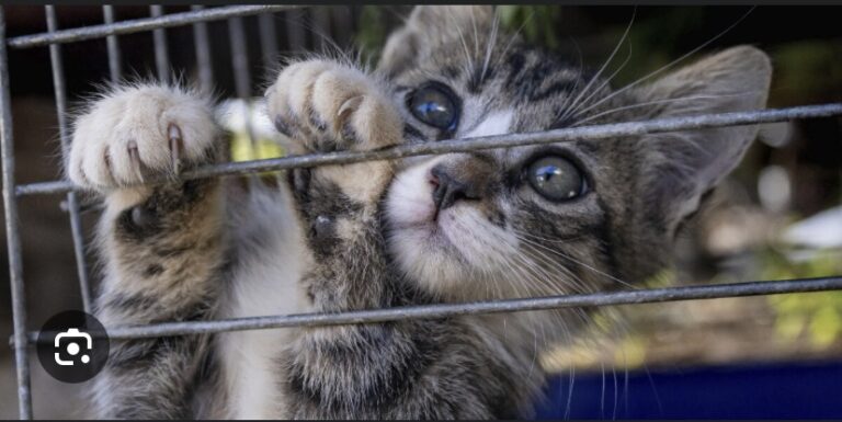 ‘MANGEURS DE CHATS OU D’OISEAUX’ : Rumeur d’une campagne de Donald Trump contre les migrants haïtiens
