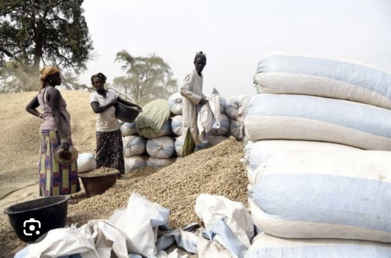 CAMPAGNE AGRICOLE : Le prix du kg de l’arachide fixé à 305 FCFA