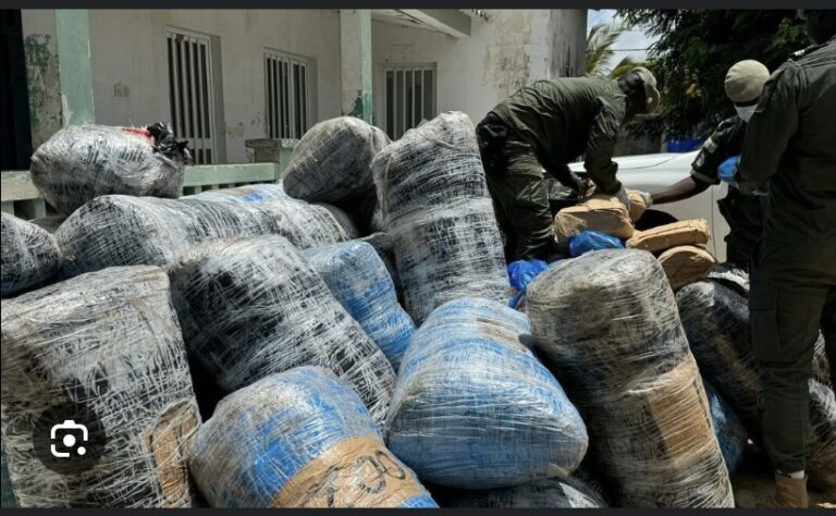TRAFIC DE DROGUE: Quatre (4) personnes interpellées à Dakar avec plus de 100 kg de chanvre indien