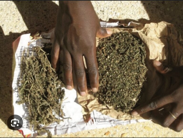 MBOUR: Plus de 200 kg de chanvre indien saisis
